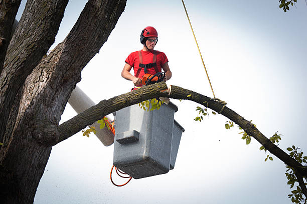 Best Tree Cabling and Bracing  in Woodcrest, CA